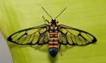 Krila insekti